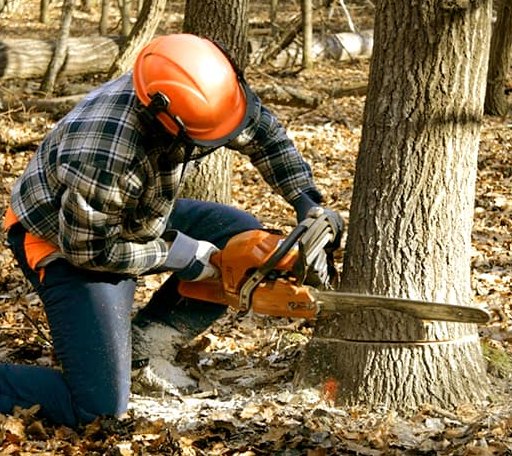 Tree Removal in Watton, MI